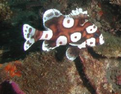 Many Spotted Sweetlips - Lembeh Strait by Dale Treadway 